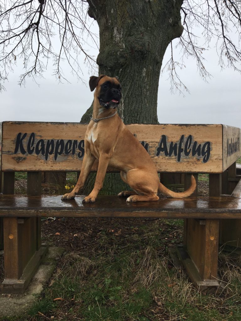 Boxer von der Wunderburg